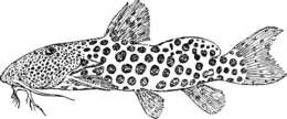 Image of Synodontis courteti Pellegrin 1906