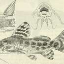 Image of Synodontis ornatipinnis Boulenger 1899