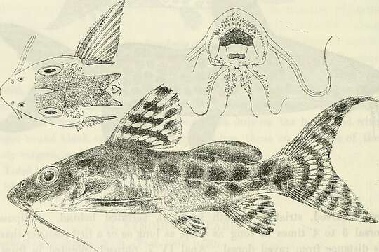 Image of Synodontis ornatipinnis Boulenger 1899