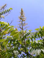 Image of rocky mountain sumac