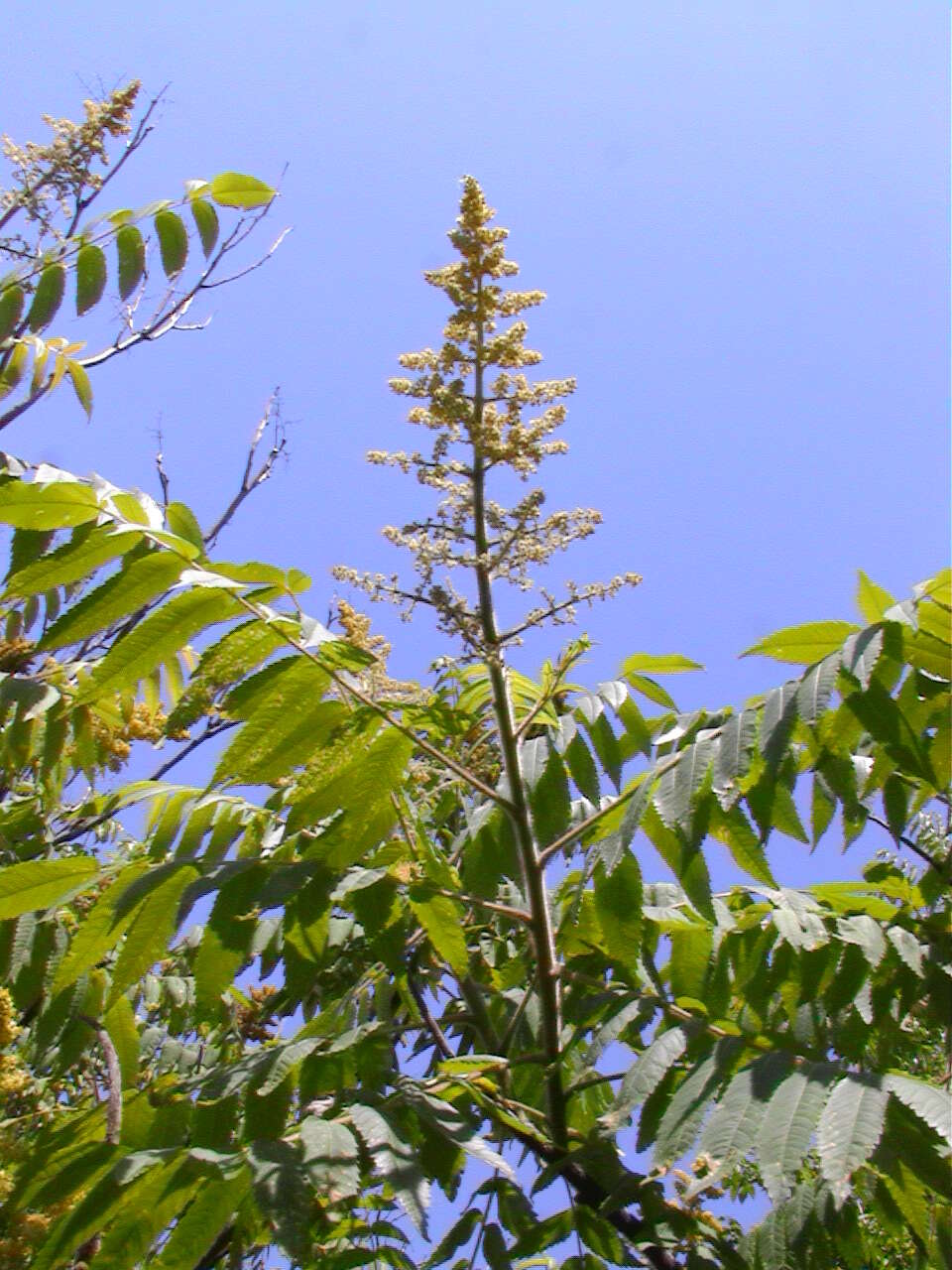 Image de Sumac à bois glabre