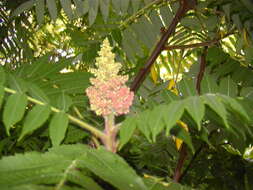 Image of rocky mountain sumac