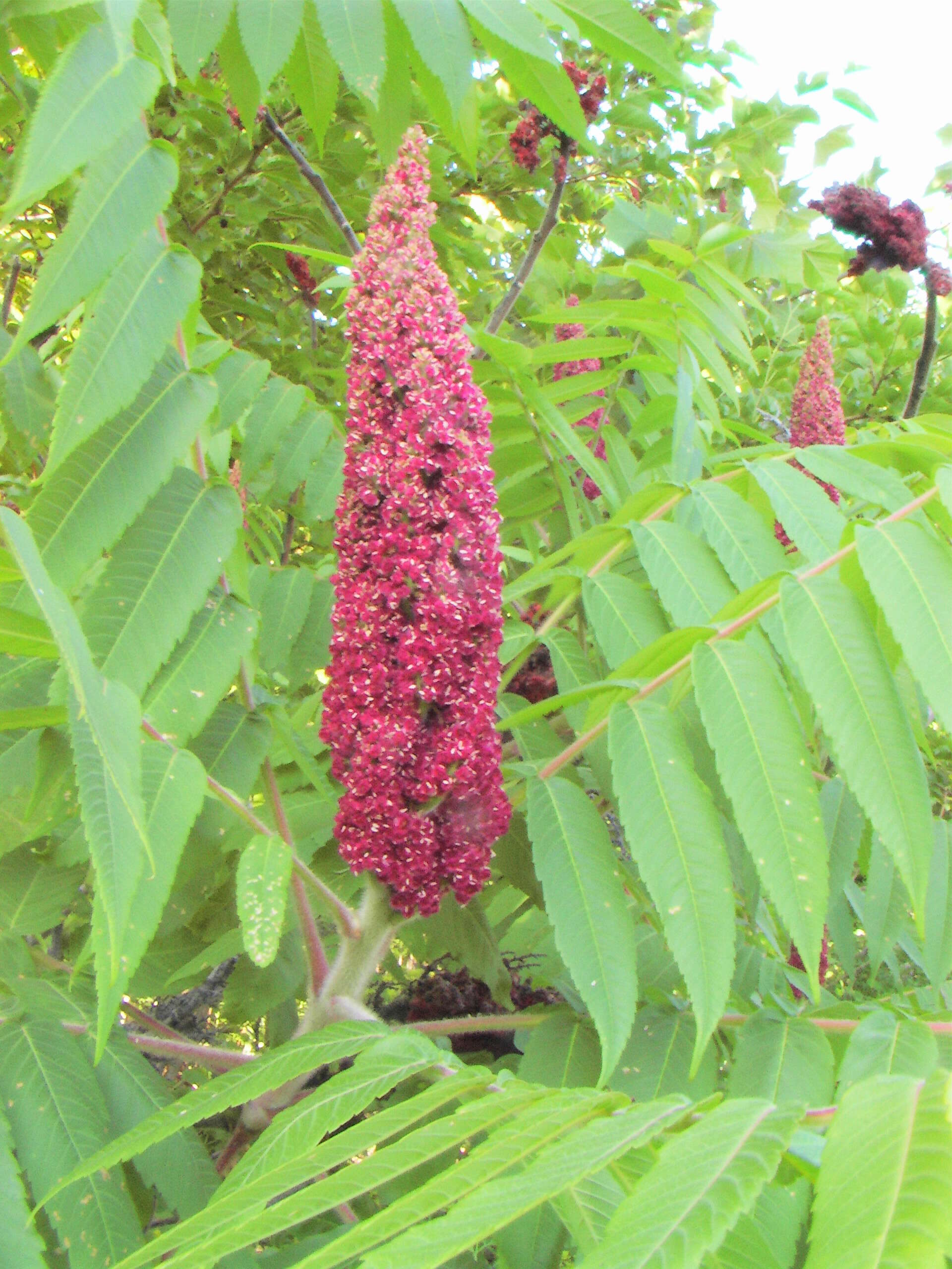 Image of rocky mountain sumac