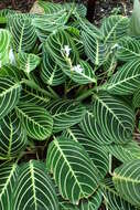 Image of prayerplant