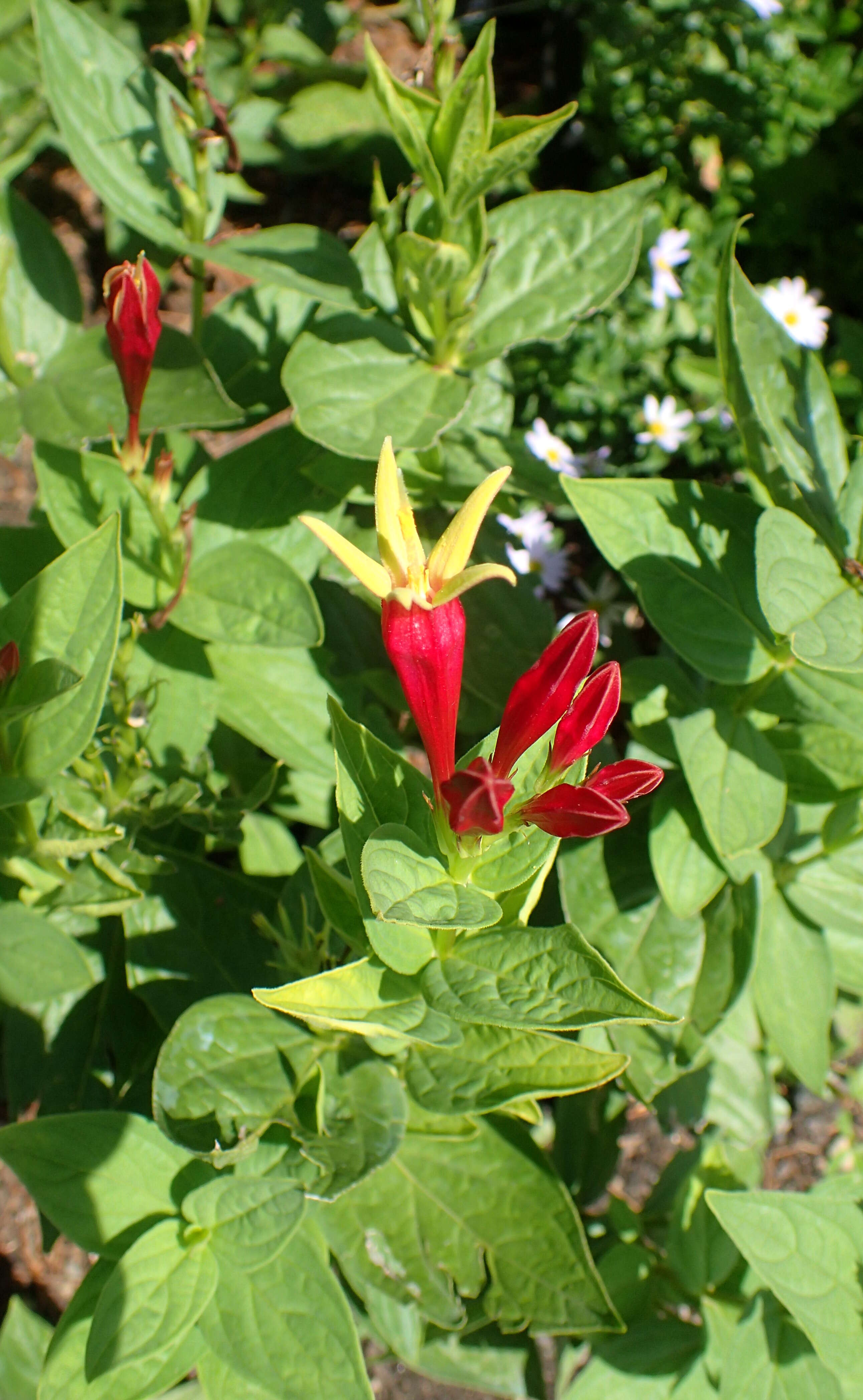 Plancia ëd Spigelia marilandica (L.) L.