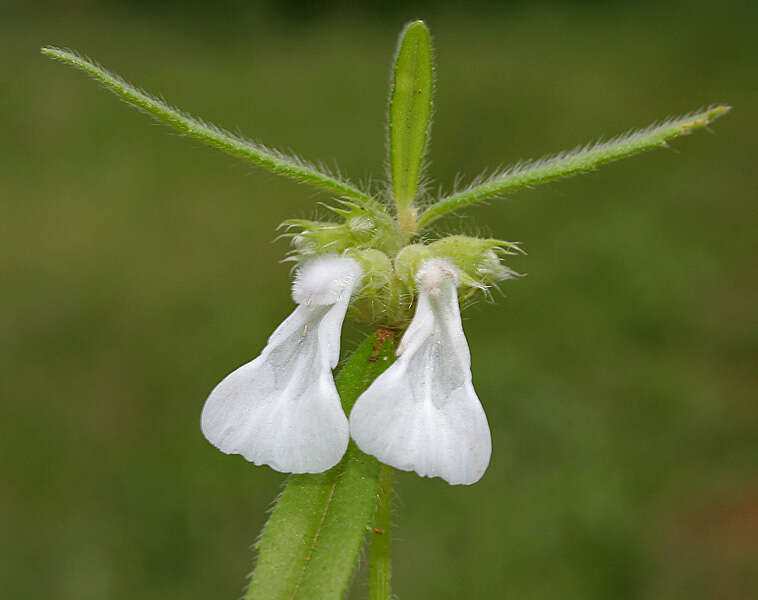 Imagem de Leucas longifolia Benth.