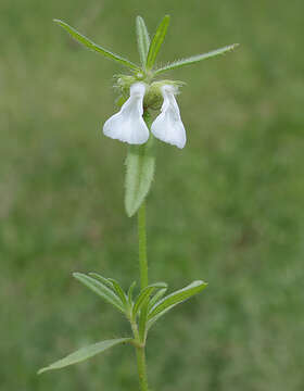 Imagem de Leucas longifolia Benth.