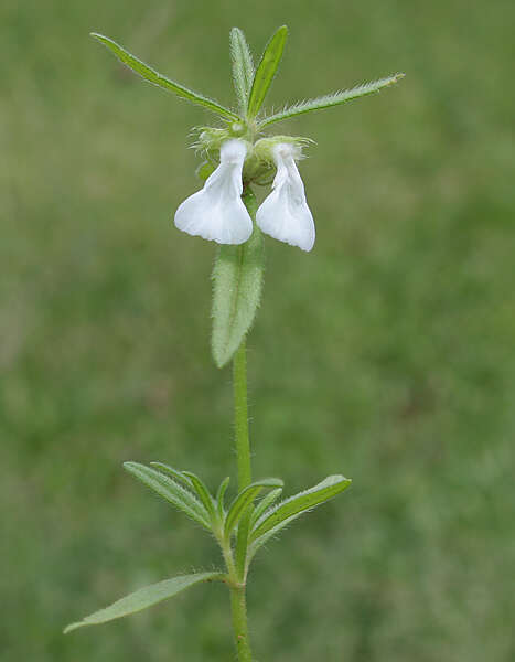 Imagem de Leucas longifolia Benth.