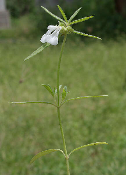 Imagem de Leucas longifolia Benth.