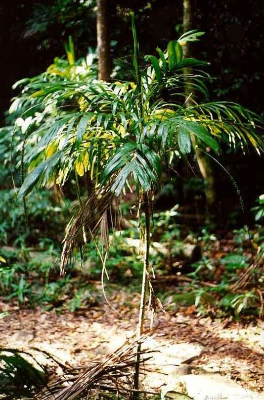 Image of Linospadix monostachyos (Mart.) H. Wendl.