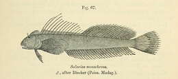 Image de Alticus monochrus Bleeker 1869