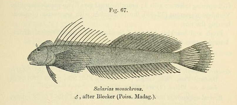 Image de Alticus monochrus Bleeker 1869