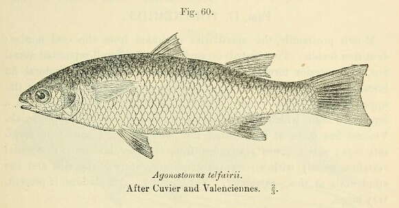 Image of Agonostomus