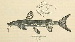 Plancia ëd Amphilius jacksonii Boulenger 1912