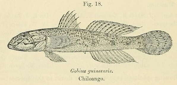 Plancia ëd Awaous lateristriga (Duméril 1861)