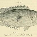 Image of Ctenopoma maculatum Thominot 1886