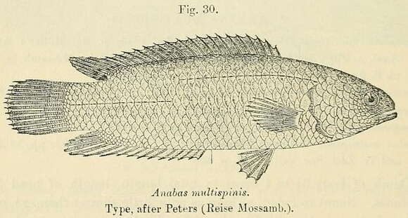 Imagem de Ctenopoma multispine Peters 1844