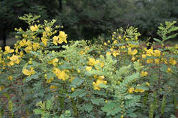 Imagem de Senna auriculata (L.) Roxb.