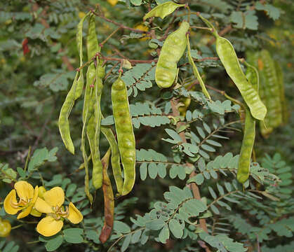 Imagem de Senna auriculata (L.) Roxb.