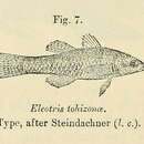 Image of Hypseleotris tohizonae (Steindachner 1880)