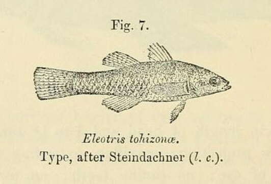 Image of Hypseleotris tohizonae (Steindachner 1880)