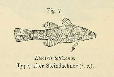 Image de Hypseleotris tohizonae (Steindachner 1880)