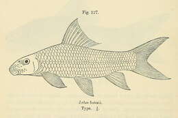 Labeo batesii Boulenger 1911 resmi