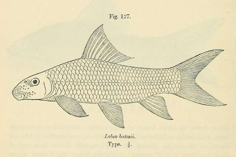 Image of Labeo batesii Boulenger 1911