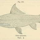 Image of African Carp