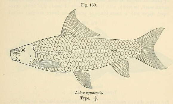 Image of African Carp