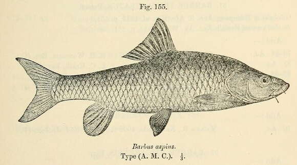 Image of Drakensberg minnow