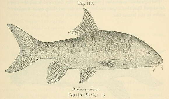 Image de Labeobarbus cardozoi (Boulenger 1912)