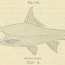 Image de Labeobarbus lucius (Boulenger 1910)