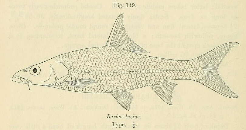 Image de Labeobarbus lucius (Boulenger 1910)