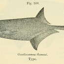 Image of Marcusenius thomasi (Boulenger 1916)