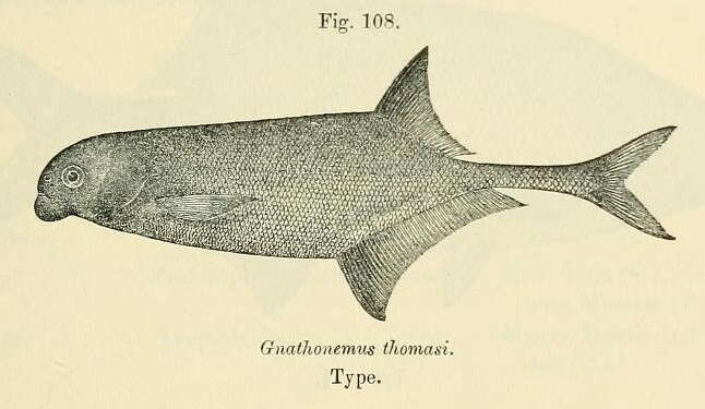 Image of Marcusenius thomasi (Boulenger 1916)