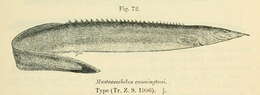 Image of Mastacembelus cunningtoni Boulenger 1906