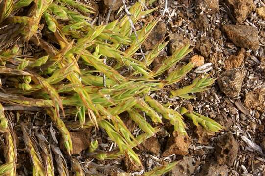 Image of Panicum lycopodioides Bory ex Nees