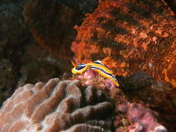 Image de Chromodoris magnifica (Quoy & Gaimard 1832)