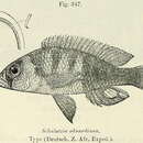 Слика од Haplochromis eduardianus (Boulenger 1914)