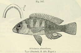 Слика од Haplochromis eduardianus (Boulenger 1914)