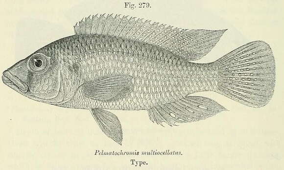 Image de Pharyngochromis acuticeps (Steindachner 1866)