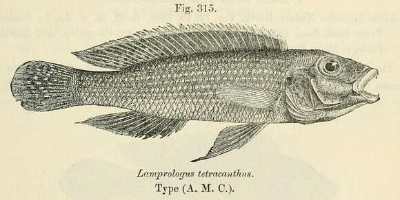 صورة Neolamprologus tetracanthus (Boulenger 1899)