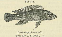 Image of Fourspine Cichlid