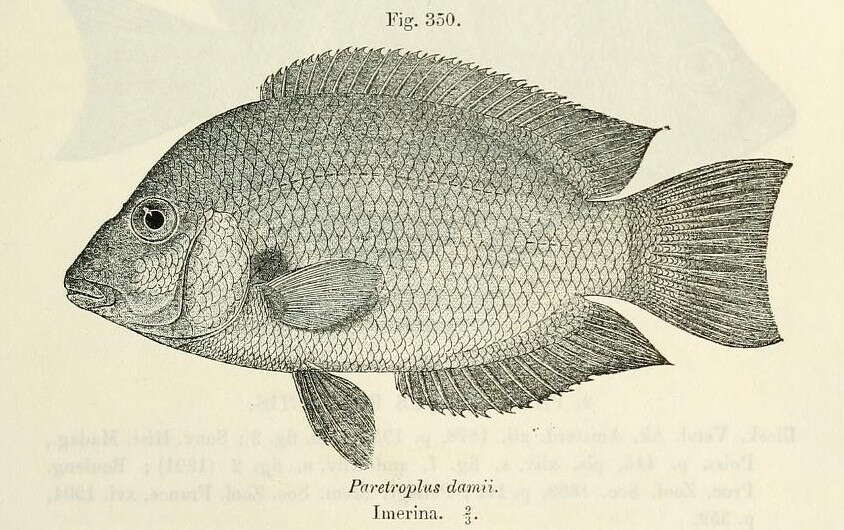Paretroplus damii Bleeker 1868 resmi