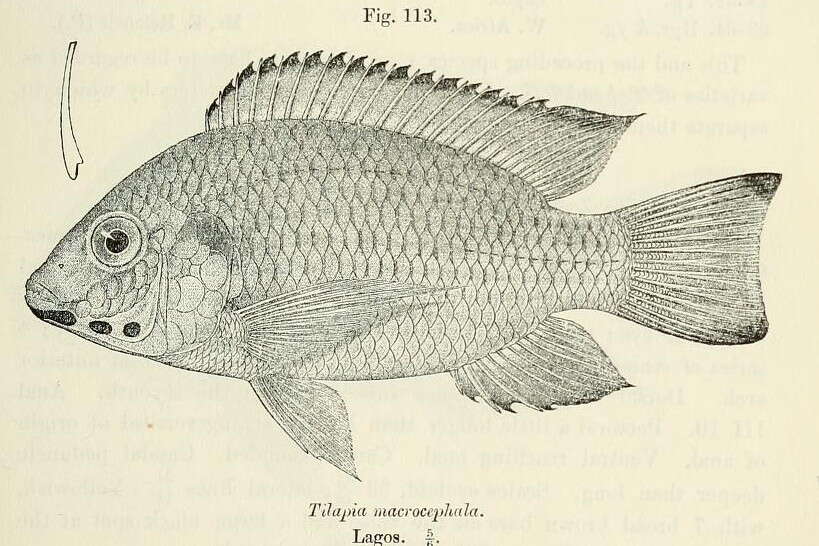 Sarotherodon melanotheron Rüppell 1852 resmi