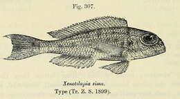 Image of Xenotilapia sima Boulenger 1899