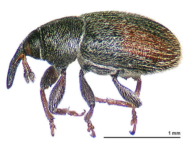 Image of Mecinus pascuorum Caldara 2001