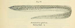 Image of Mastacembelus ophidium Günther 1894