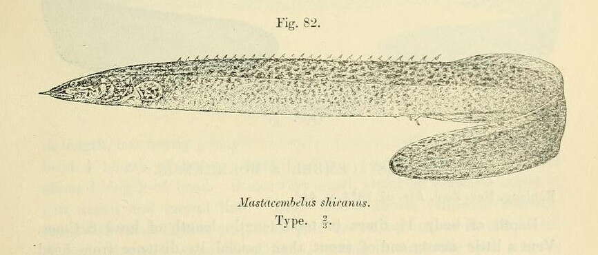 Imagem de Mastacembelus shiranus Günther 1896